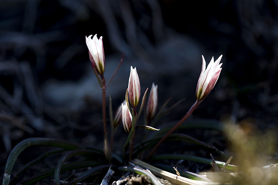 [군산] 신시도 앞산 산자고/산자고 꽃밭에서 놀다