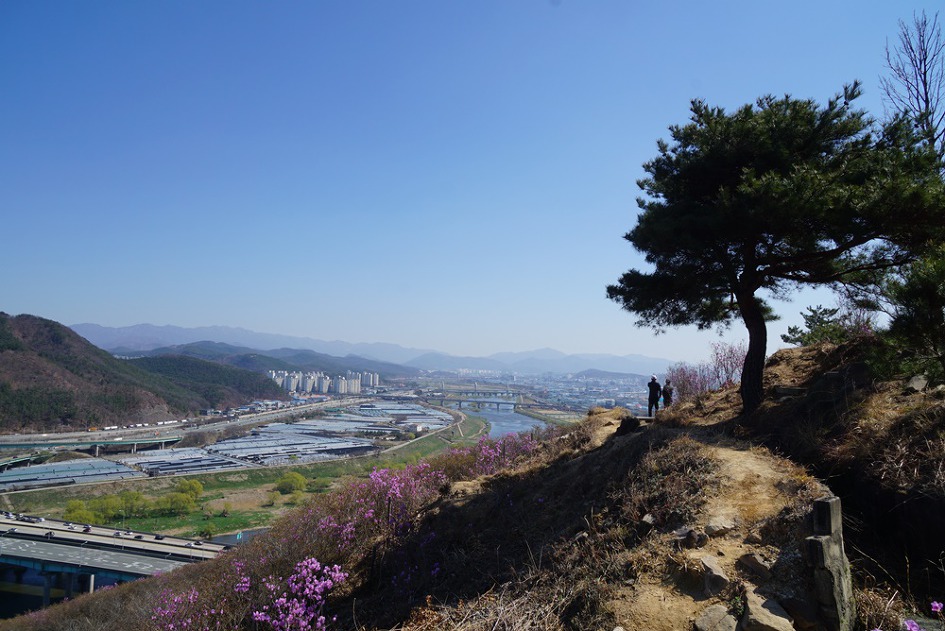 제철 맞은 대구 와룡산~