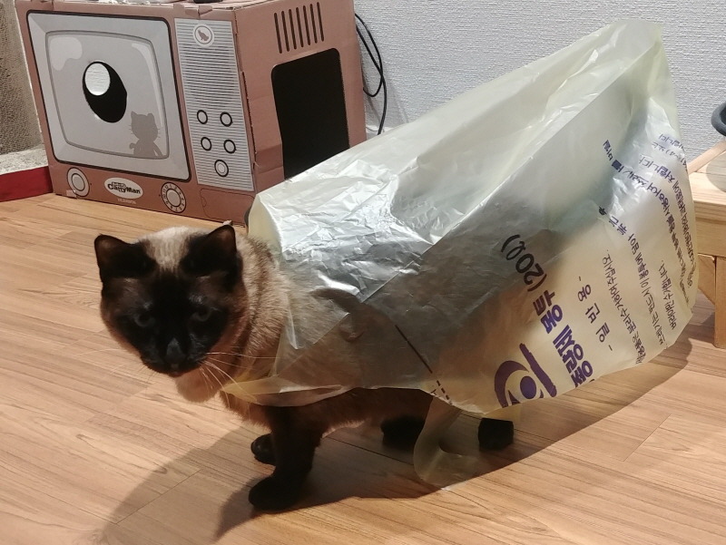 엉망이는 종량제냥이입니다.