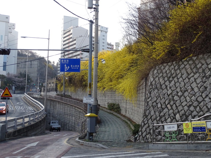 누렁이랑 산책 하면서 벚꽃도 사진 찍어봤어요 