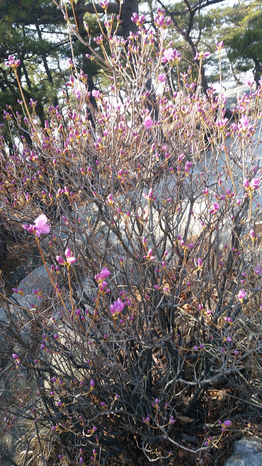 2019. 4. 4(목) 목요산행 호암산성