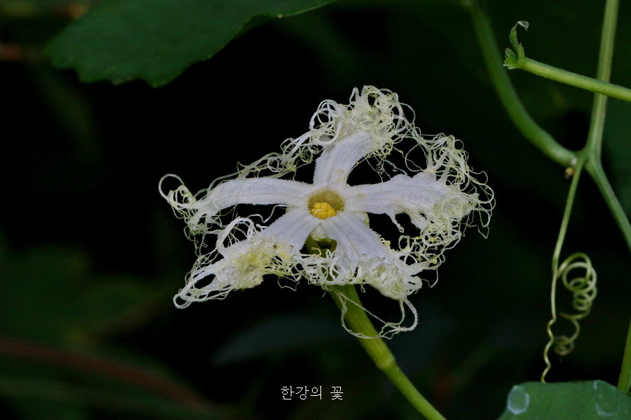 하늘타리
