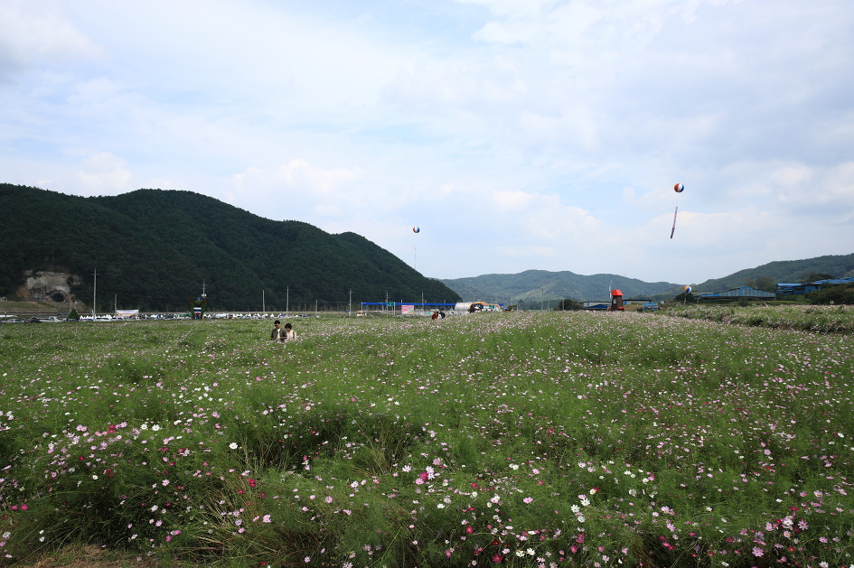 가을의 전령사 코스모스가 예쁘게 핀 하동 북천코스모스