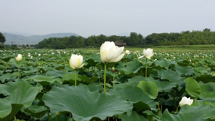놓아 버려라