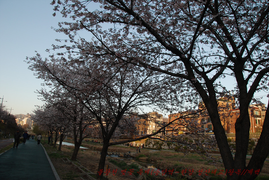 2019. 불광천 벚꽃축제(4월 5일~4월 6일까지 이틀간)