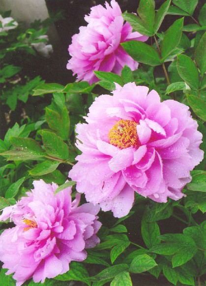 사상잠화(四相簪花): 신기한 송나라때 이야기