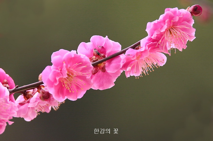 만첩홍매화