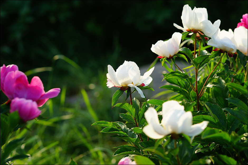 대전의 젖줄 대청호의 팡시온 작약꽃과 절골 벽화마을