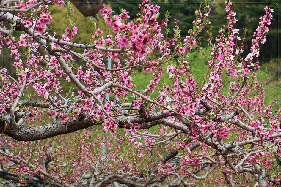 경산반곡지 복사꽃