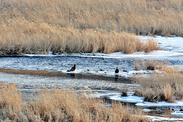 흰꼬리수리 (천연기념물 제243-4호, White-tailed Eagle)유조