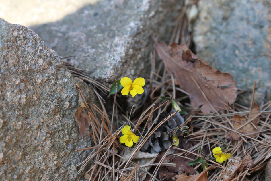 속리산(도화리/천왕봉/석문/비로봉/신선대/문수봉/문장대/세심정/법주사)