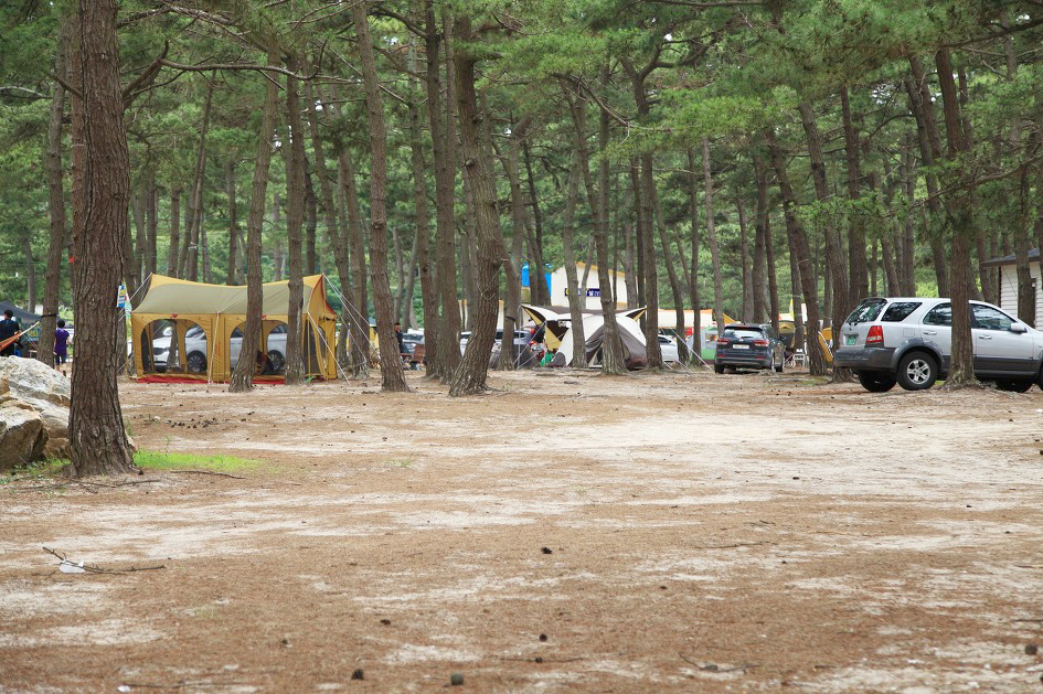 무안 연꽃축제와 함께 즐기는 무안 여행지 베스트 5.