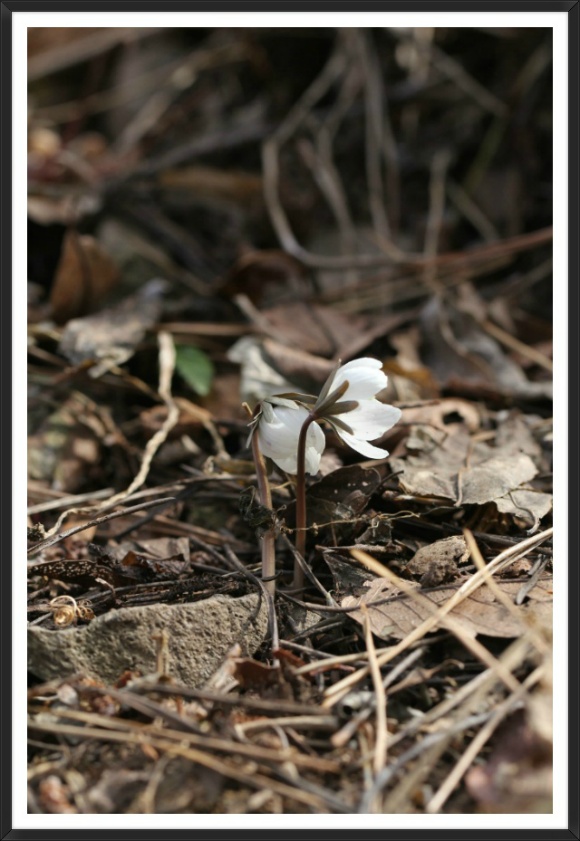 봄 아가씨 [변산 바람꽃]